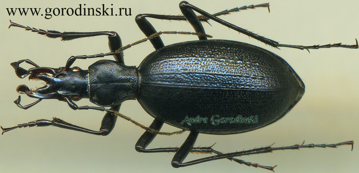 http://www.gorodinski.ru/carabidae/Cychropsis lucifer mianningensis.jpg